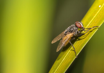 Fly on a leaf in the garden. Macro photography.