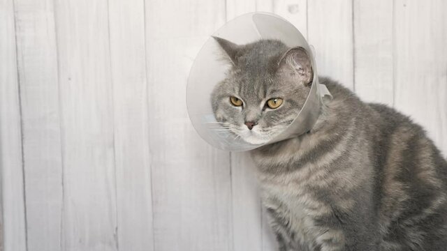 Portrait of a sick Scottish straight cat in a veterinary collar after castration. The pet is sad on white wooden background