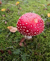 fly agaric mushroom