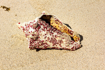 Sea shell on the sand of a tropical beach.