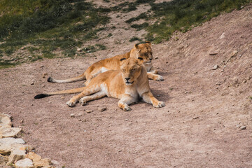 Lions relaxing in the sun