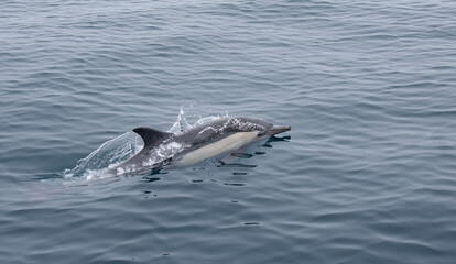 Fototapeta premium Common Dolphin surfacing out of the Pacific Ocean