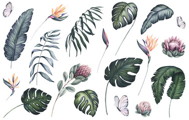 Set of Watercolor Palm and Monstera Leaves, Strelitzia, Protea and Butterflies