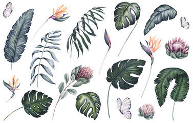 Set of Watercolor Palm and Monstera Leaves, Strelitzia, Protea and Butterflies © Nebula Cordata