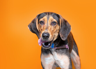 studio shot of a cute dog on an isolated background