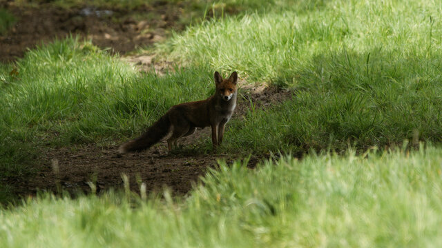 wild fox in the grass