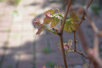 buds of magnolia