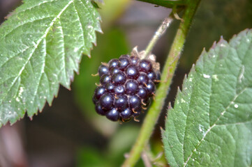 Closeup shot of a Blackberry ripening on a plant
