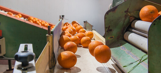 The production line of citrus fruits: organic tarocco oranges in a conveyor belt during the manual selection phase - 432418592