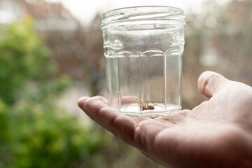 a Caught big dark common house spider in a glass jar held in a human hand in a residential home