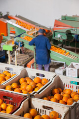 Boxes full of just picked tarocco oranges in warehouse for the processing cycle