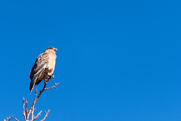 Bird, Cara Cara, carefully observing its surroundings waiting for a prey to feed. Patagonia, South America.