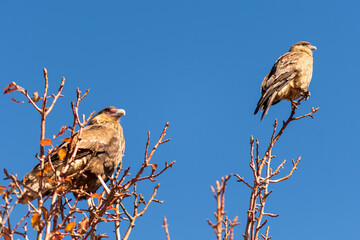 Bird, Cara Cara, carefully observing its surroundings waiting for a prey to feed. Patagonia, South America.