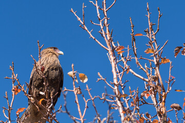 Bird, Cara Cara, carefully observing its surroundings waiting for a prey to feed. Patagonia, South America.
