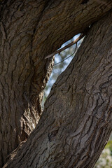 Trees on the street, nature around us, background for a photo 