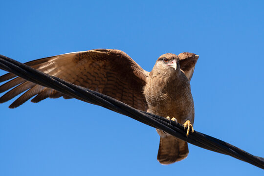 Carancho ready to fly after its prey. Patagonia, Argentina.