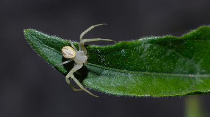 Goldenrod crab spider (Misumena vatia) on   Wild petunia (Ruellia caroliniensis) Hairy leaf, legs gripping side of narrow leaf, eyes visible, 