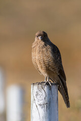 Carancho, a scavenger bird waiting for its meal on the Patagonian coast.