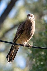 Carancho observing nature while visualizing his prey.