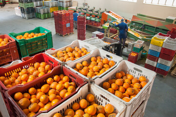 Boxes full of just picked tarocco oranges in warehouse for the processing cycle - 432420126