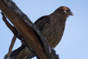Carancho observing around him from the heights. Patagonia, South America.