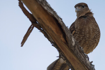 Carancho observing around him from the heights. Patagonia, South America.