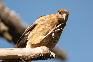Carancho showing his strong claws before the attack. South America. 