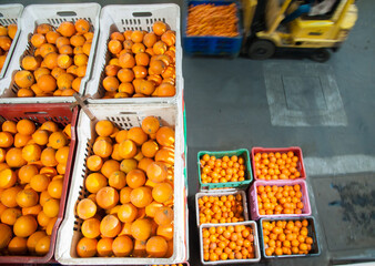 Boxes full of just picked tarocco oranges in warehouse for the processing cycle - 432420571