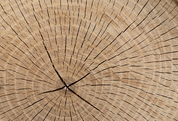 Closeup of a cut of a tree, destruction of nature. Texture of a tree felling