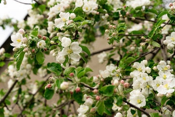 Lots of flowers on the early apple tree, apple blossoms