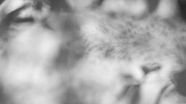 Blurry abstract natural floral bokeh filtered in vintage black and white colors. 4k organic video background - Powered by Adobe