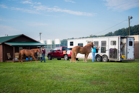 Two brown horses stand tied to horse trailer waiting to go on a trail rider equestrian green grass pasture farm country riding