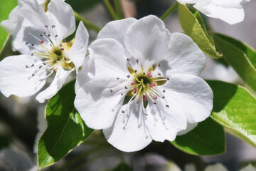 Blossom tree over nature background Spring flowers Spring