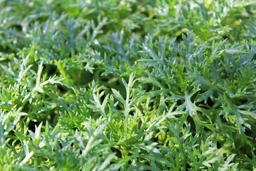 Macro view of seedling leaves on a GranDaisy