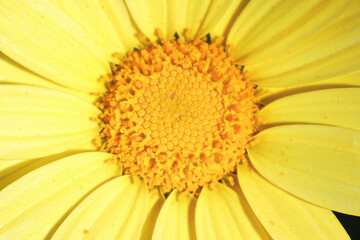 Macro background of a yellow argyranthemum flower center