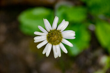 Wildblume am Flussufer