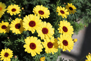 Closeup of a row of yellow GranDaisies in full bloom
