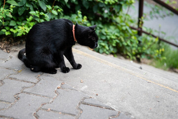 Black cat with a bracelet near the stairs outdoors.