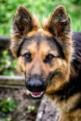 Wolfhound dog with long hair portrait.