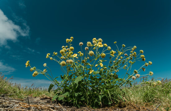 Wildflowers at Kaiwi Shoreline Trail, Oahu, Hawaii. 
Verbesina encelioides， golden crownbeard,  gold weed, wild sunflower,  cowpen daisy, butter daisy, crown-beard, American dogweed