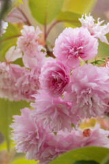 pink blossom, spring background 