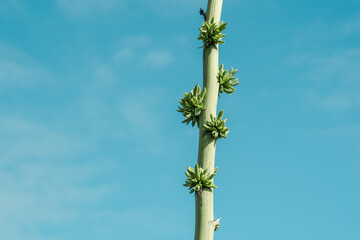 Fototapeta na wymiar Agave murpheyi at Kaiwi Shoreline Trail, East Honolulu coast, Oahu, Hawaii. Hohokam agave, Murphey agave, and Murphey's century plant. 
