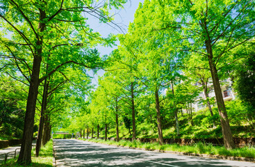 新緑イメージ　メタセコイアの並木道