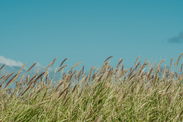  African foxtail grass at Kaiwi Shoreline Trail Kaloko Beach, East Honolulu coast, Oahu, Hawaii. Cenchrus ciliaris.  dhaman grass, anjan grass, koluk katai and buffelgrass.
