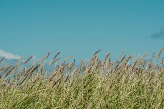  African foxtail grass at Kaiwi Shoreline Trail Kaloko Beach, East Honolulu coast, Oahu, Hawaii. Cenchrus ciliaris.  dhaman grass, anjan grass, koluk katai and buffelgrass.

