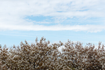 flowering tree branches against sky