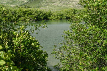 Rhizophora mangle, red mangrove at Kaiwi Shoreline Trail, East Honolulu coast, Oahu, Hawaii. 