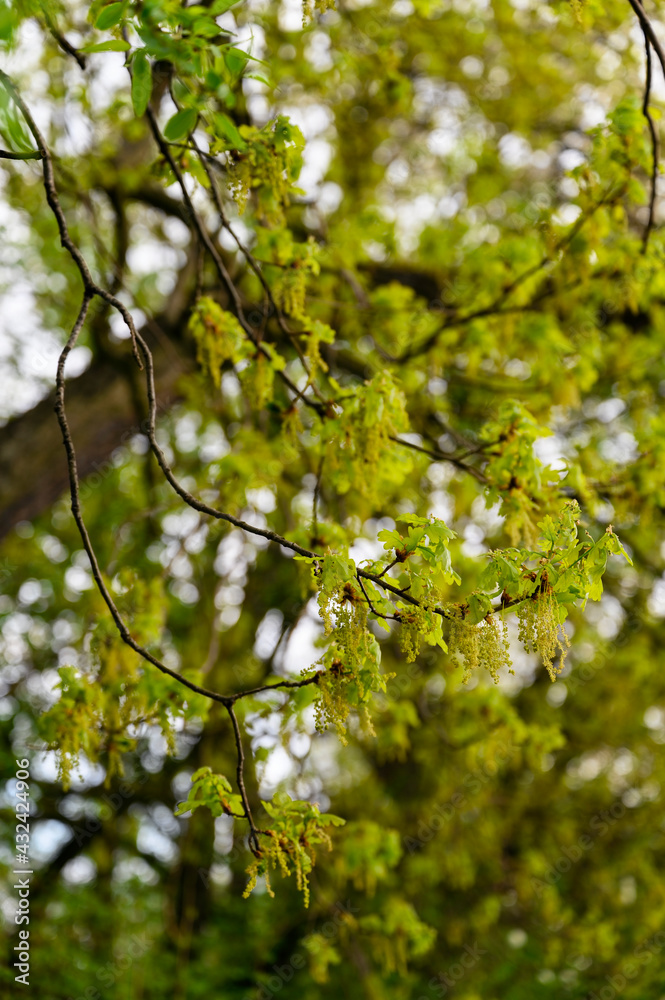 Poster oak flowers on a twig with lush green leaves.