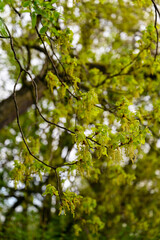 Oak flowers on a twig with lush green leaves.