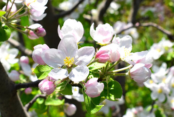 Fototapeta na wymiar Spring flowers. Apple tree blossom.